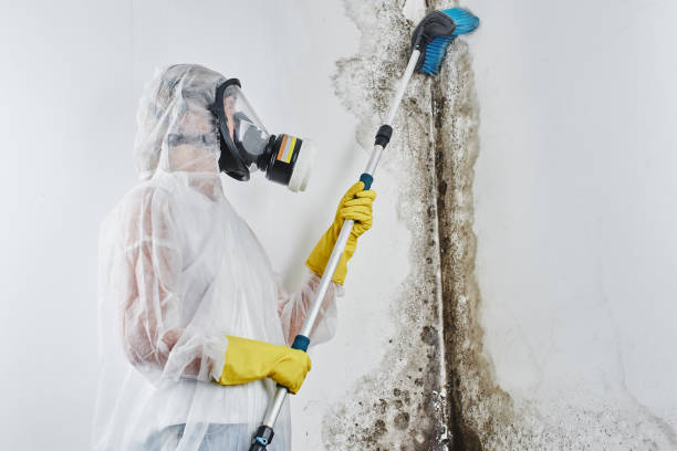 Why You Should Choose Our Mold Remediation Services in Goldstream, AK